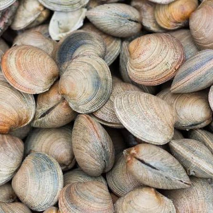 Almejas — Pacific Protein Group