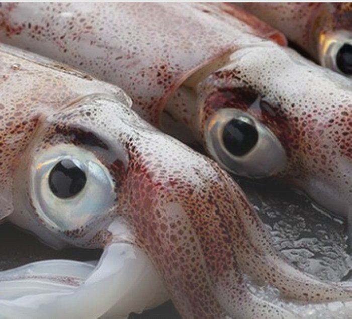 Calamares — Pacific Protein Group